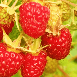 Малина обыкновенная Подарок Казакова