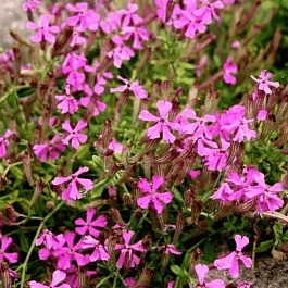 Смолёвка Шафта Splendens