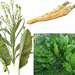 Хрен обыкновенный