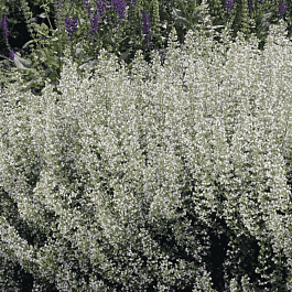 Котовник Фассена Snowflake