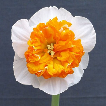 Нарцисс Амодей Моцарт