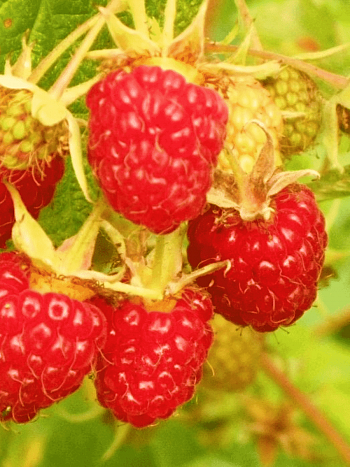 Малина обыкновенная Подарок Казакова