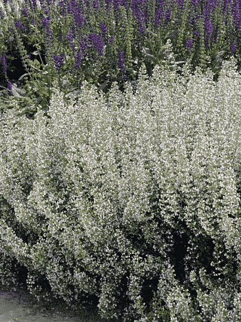 Котовник Фассена Snowflake