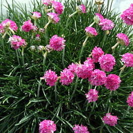 Армерия приморская Спленденс Перфекта