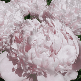 Пион Молочноцветковый Sweet 16