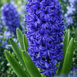 Гиацинт Marie