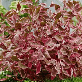 Дерен белый Miracle