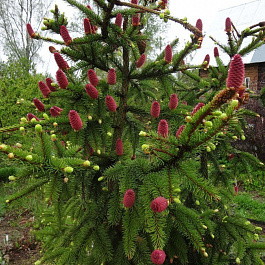 Ель обыкновенная Акрокона