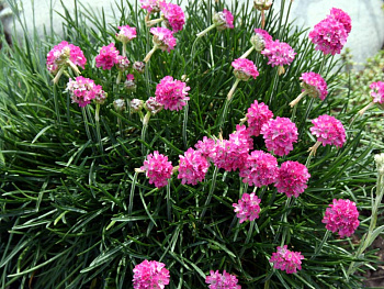 Армерия приморская Спленденс Перфекта