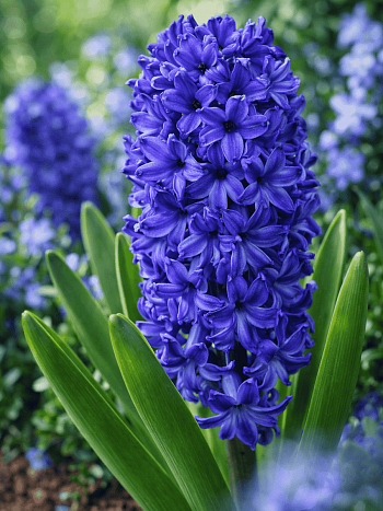 Гиацинт Marie