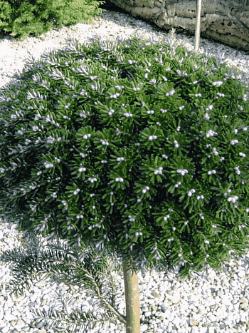 Пихта корейская Silberkugel на штамбе 60 см