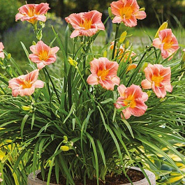 Лилейник гибридный ЭвериДейлили Сериз