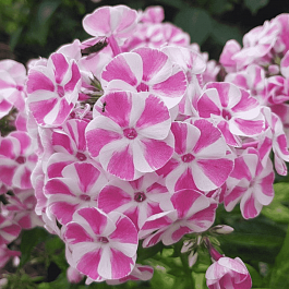 Флокс метельчатый Bambini Candy Crush