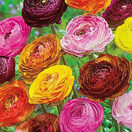 Лютик Пикоти Смесь окрасок