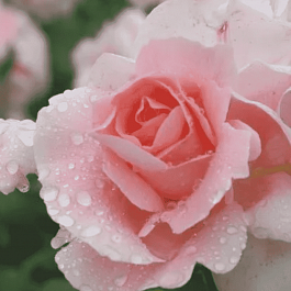 Роза грандифлора Профессор В. Иванов