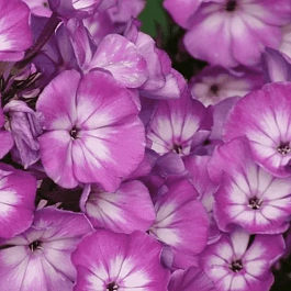 Флокс метельчатый Andre