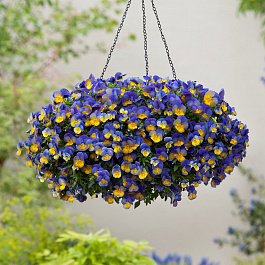 Виола ампельная Кул Вэйв Морфо Виола ампельная Кул Вэйв Морфо