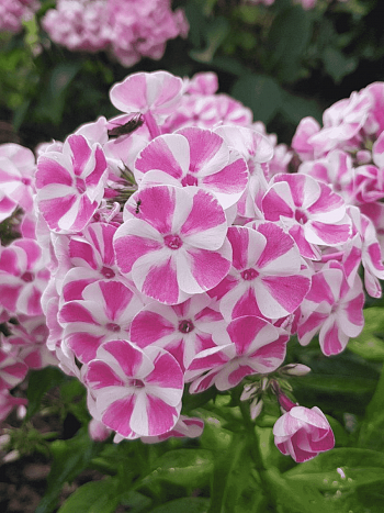 Флокс метельчатый Bambini Candy Crush