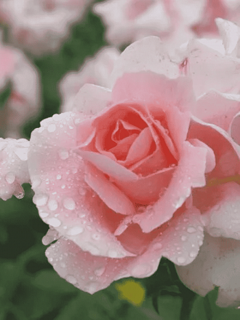 Роза грандифлора Профессор В. Иванов