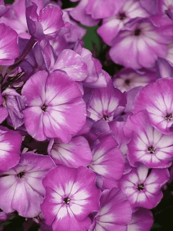 Флокс метельчатый Andre