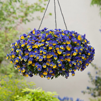 Виола ампельная Кул Вэйв Морфо