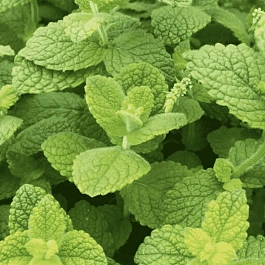 Мята Душистая Pomo Petite