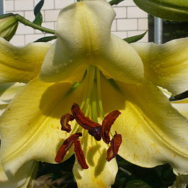 Лилия ОТ-гибрид Барута