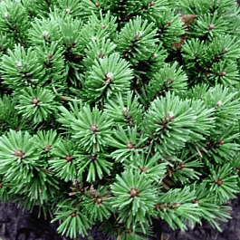 Сосна горная  Kostelniček