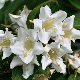 Вейгела цветущая Кандида