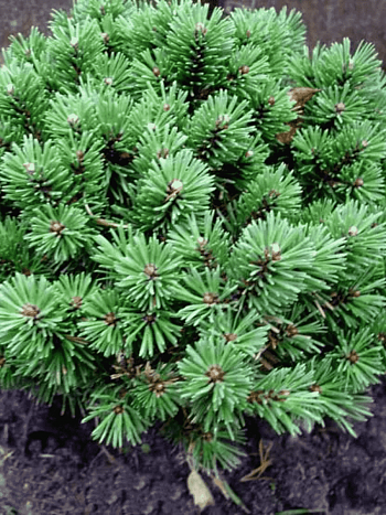 Сосна горная  Kostelniček