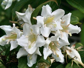 Вейгела цветущая Кандида