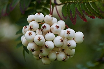Рябина White Swan