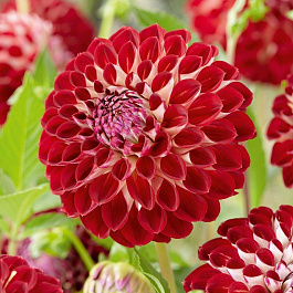 Георгина Помпонная Джоуи Джошуа