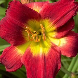 Лилейник гибридный Кристмас Из НАБОР 2ШТ (1+1)