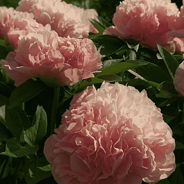 Пион Lois Choice