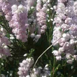 Вереск обыкновенный Peter Sparkes