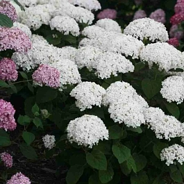 Гортензия древовидная Bella Ragazza Blanchetta