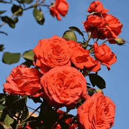 Роза плетистая Salita