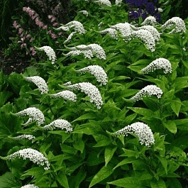 Вербейник ландышевый