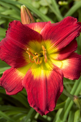 Лилейник гибридный Кристмас Из НАБОР 2ШТ (1+1)