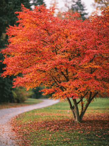 Клен татарский Гиннала