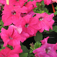 Петуния крупноцветковая Танго Розовая Петуния крупноцветковая Танго Розовая