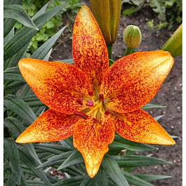 Лилия азиатская Танго Фанни Герл
