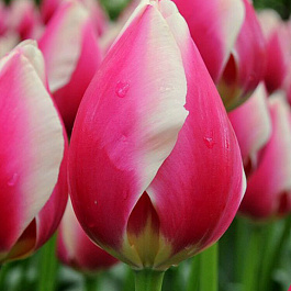 Тюльпан Дарвинов гибрид Рашн Принцесс