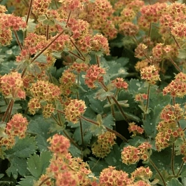 Манжетка красночерешковая