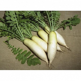 Дайкон Дубинушка