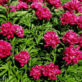 Пион Молочноцветковый Kansas