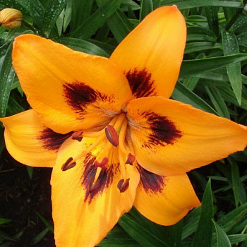 Лилия азиатская Лорето