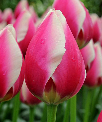 Тюльпан Дарвинов гибрид Рашн Принцесс