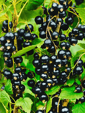 Смородина черная Гулливер